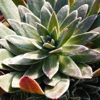 Saxifraga paniculata cartilaginea